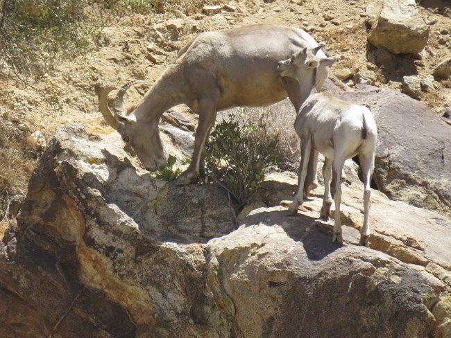 A bighorn sheep ewe stands next to a lamb in a desert setting.