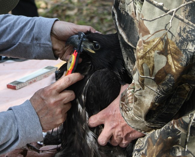 A bald eagle chick's beak is measured by biologists