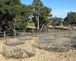 a fenced off area with several planting sites protected by chickenwire
