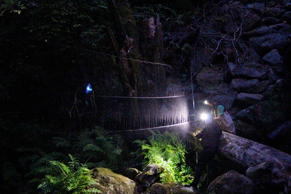 Darkness falls as two people wearing headlamps secure one end of a nearly-invisible mist net to a supporting pole