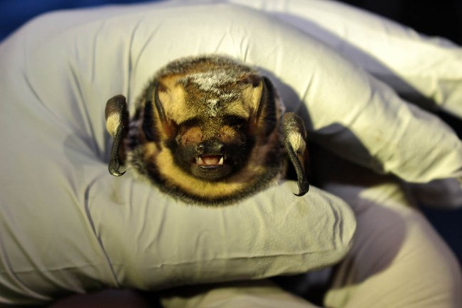 Head-on view of a hoary bat held in a gloved hand