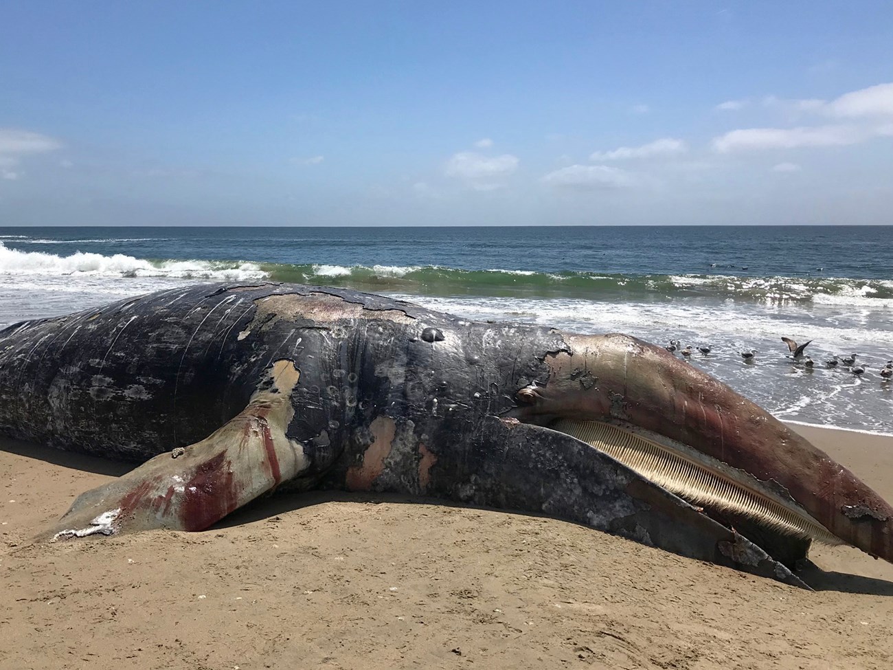 Malnutrition, ship strikes likely cause of spate of whale strandings