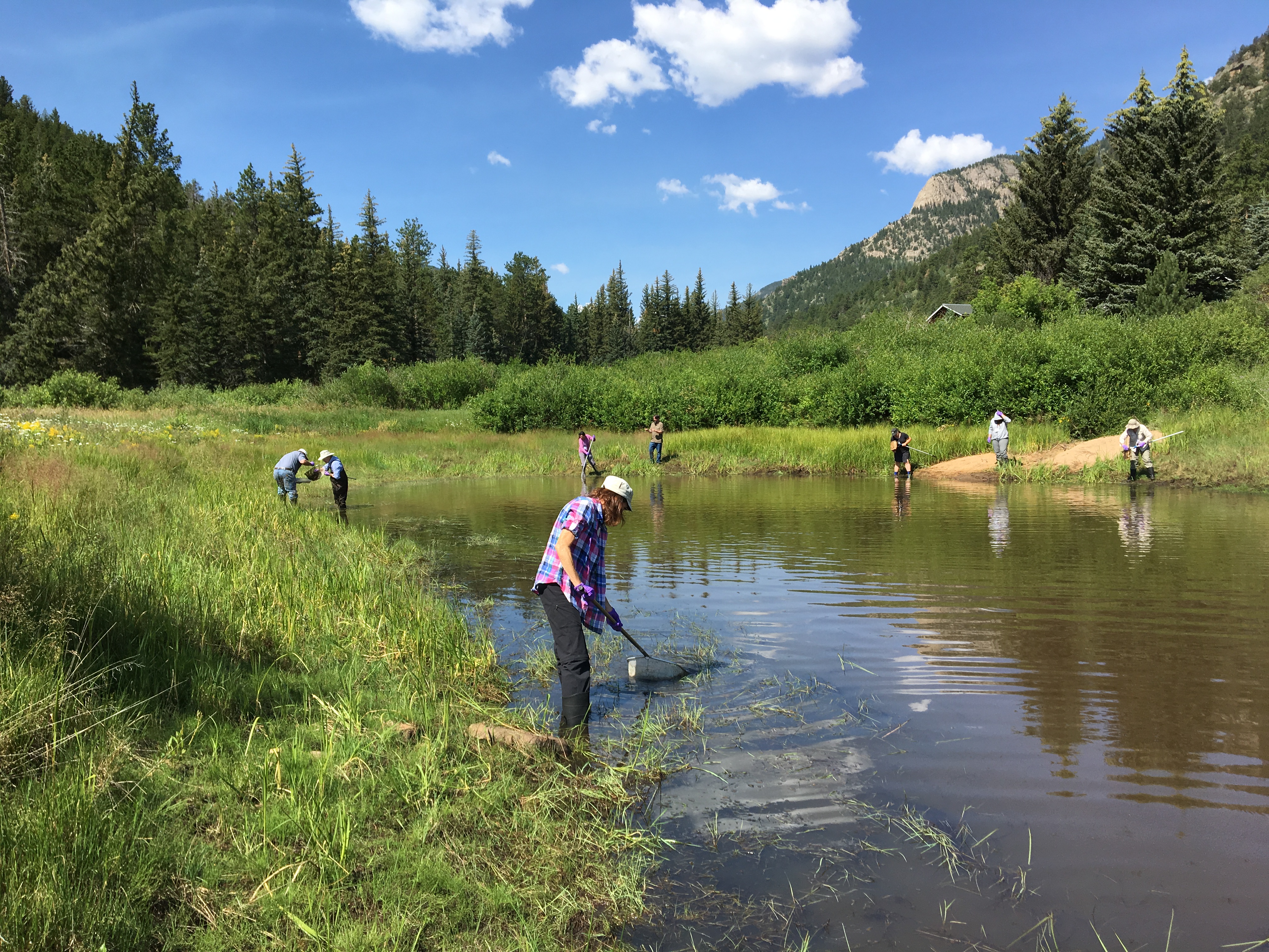 People searching a pond with nets.
