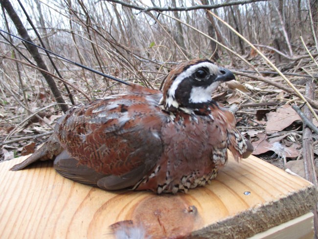 A male bobwhite quail sits on a board after being fitted with a tracking device.