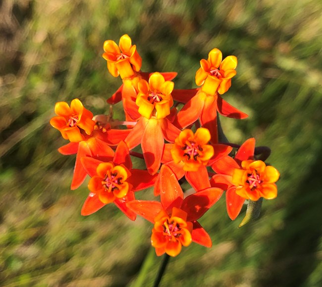 Few-flower milkweed (Asclepias lanceolata) flower
