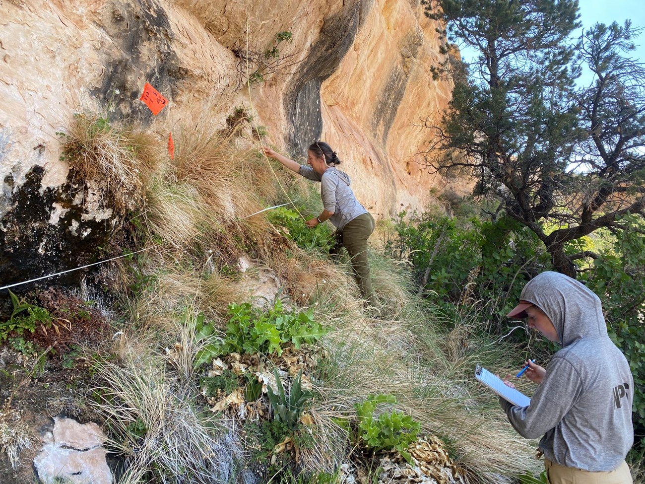 Two researchers by a cliff, one is setting up a transect vertically along the cliff, one is writing on a sheet of paper on a clipboard. There are two orange flags next to a patch of vegetation within the transect.