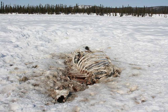 A caribou carcass--just bones and hair--lies in the snow.