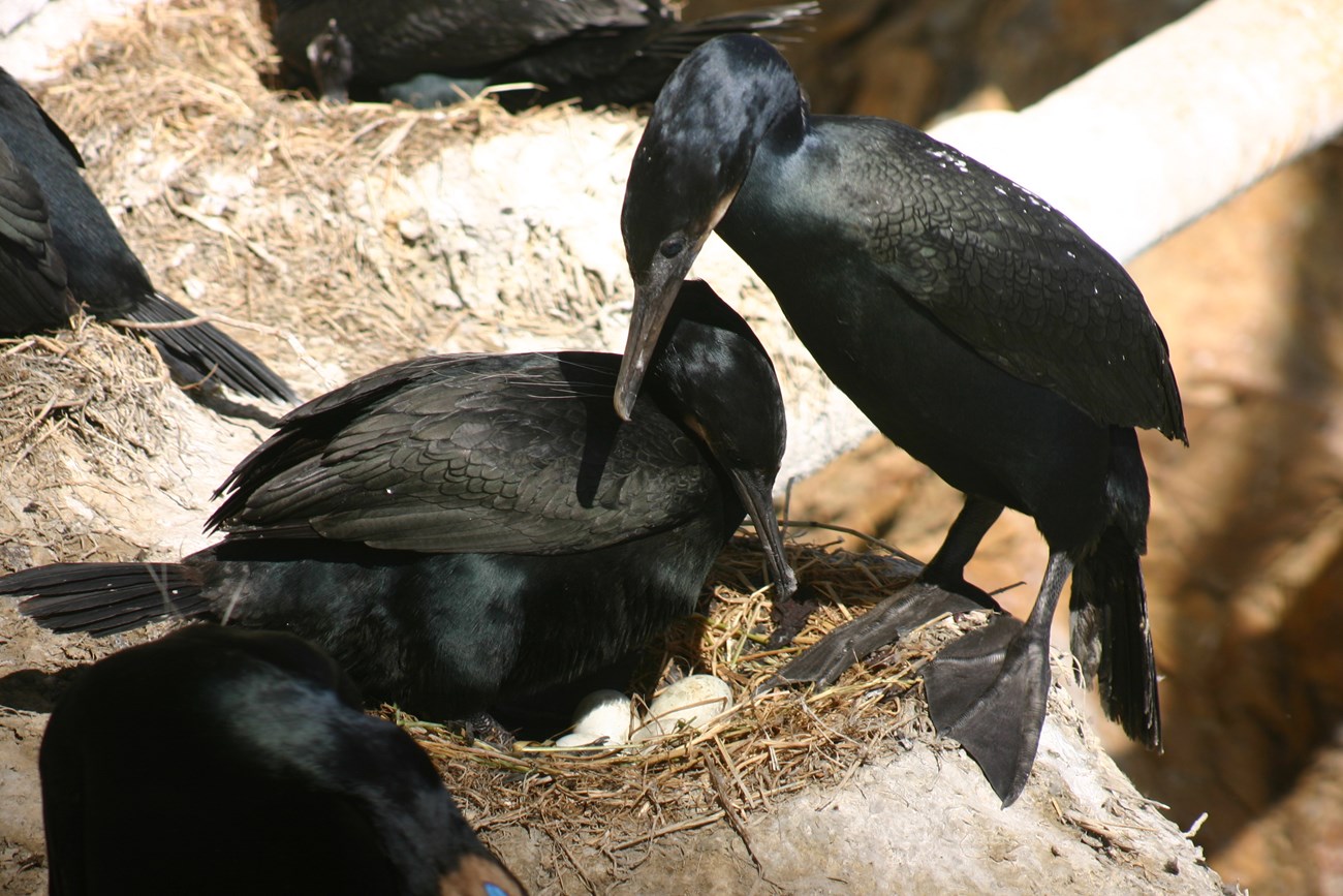 Brandt's cormorant pair incubating eggs Two sleek, black seabirds turn their attention towards the 3-4 eggs in the center of their large nest