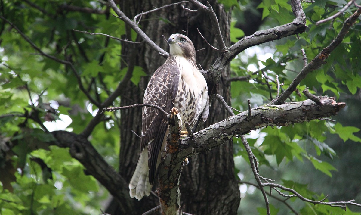 Photo of a male red tailed hawk perched on a tree branch