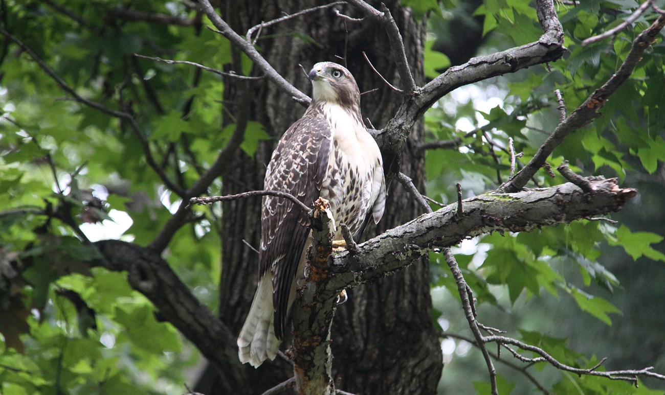 Red Tailed Hawk Photo of a male red tailed hawk perched on a tree branch