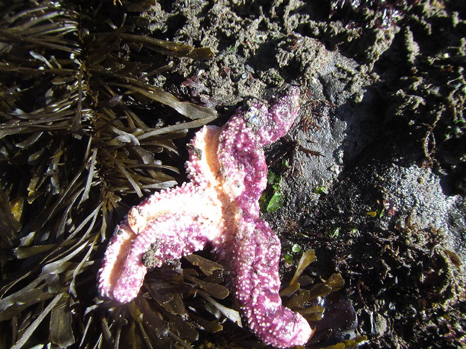 Disintegrating legs of an ochre star killed by sea star wasting syndrome
