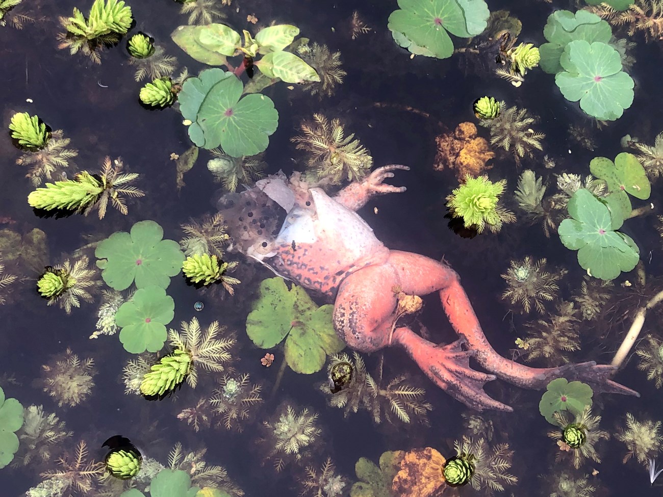 Half-eaten frog Upside-down, half-eaten adult female frog with a small cluster of gelatinous frog eggs.