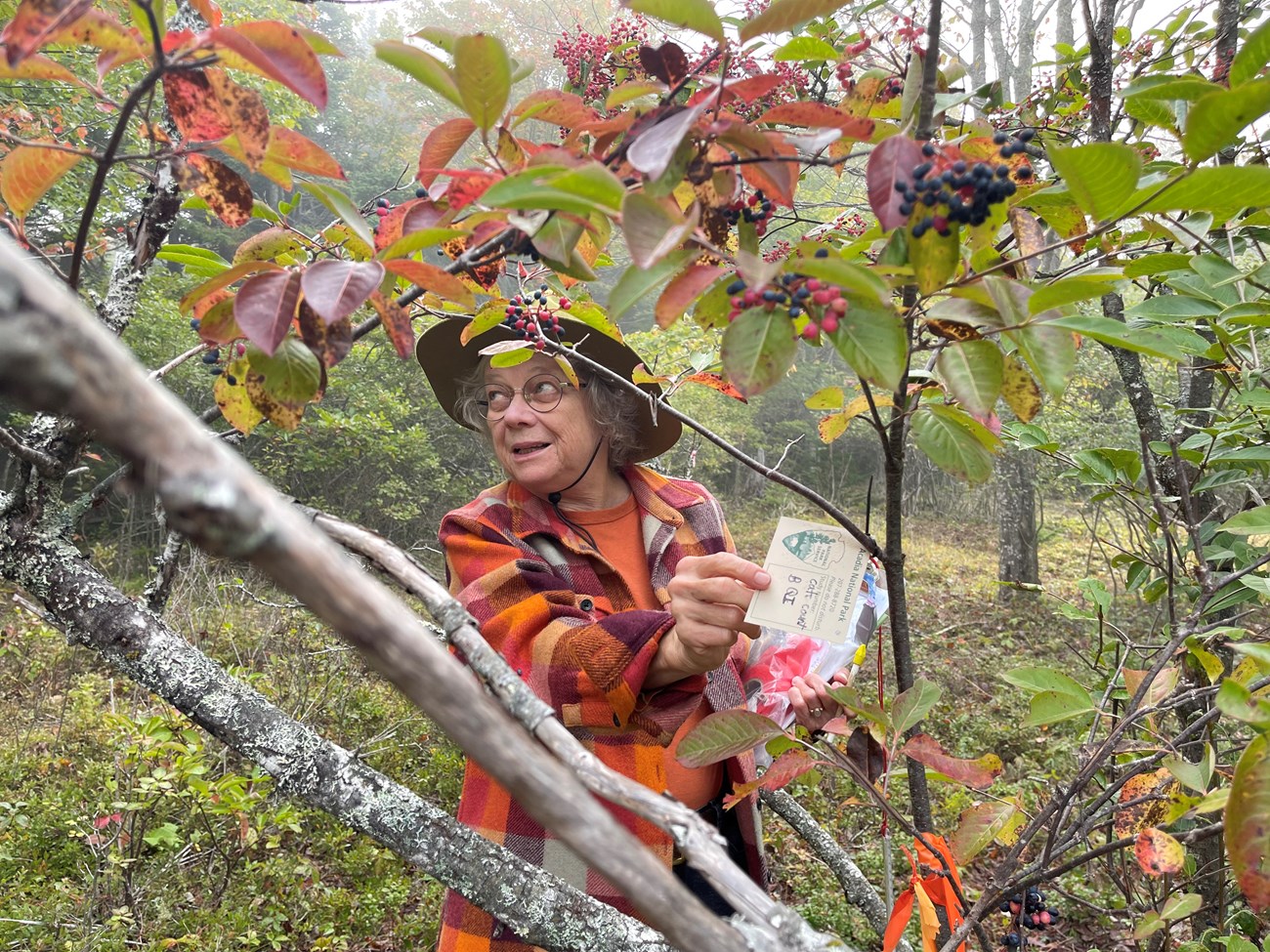 Person stands in a wooded area reaching for a research tag hanging on a small tree.