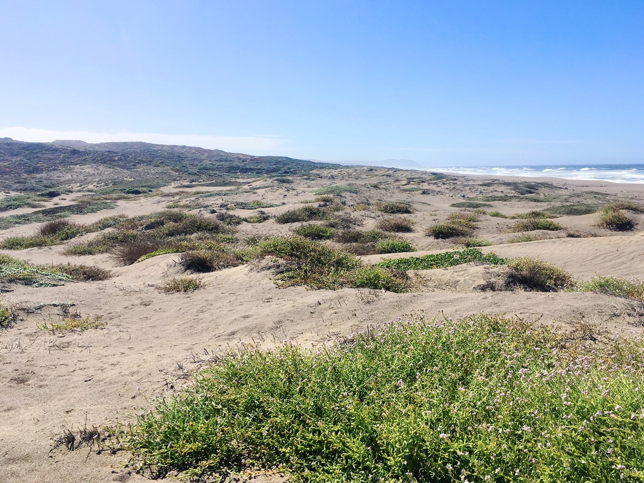 Mechanically restored dunes Sand dunes and scattered vegetation, with the ocean in the distance.