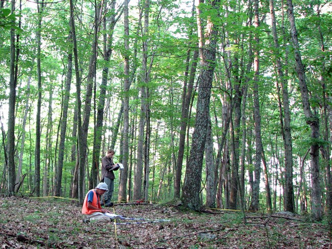 One person collecting data from a plot on the forest floor, and another recording it.