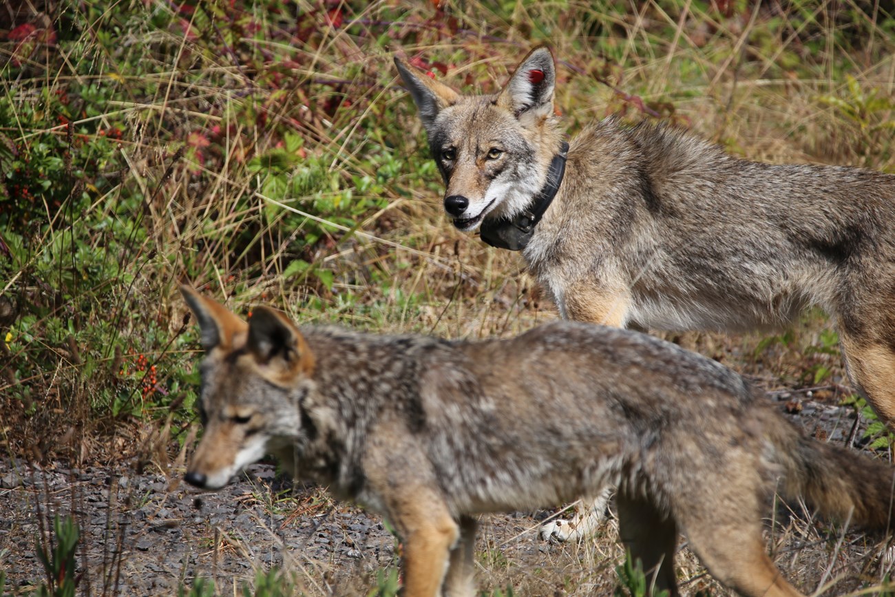 Two coyotes, with one wearing a collar and sporting red tags in each of her ears.