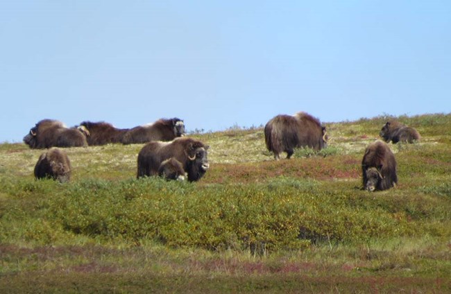 A group of  muskox on the tundra in fall color.