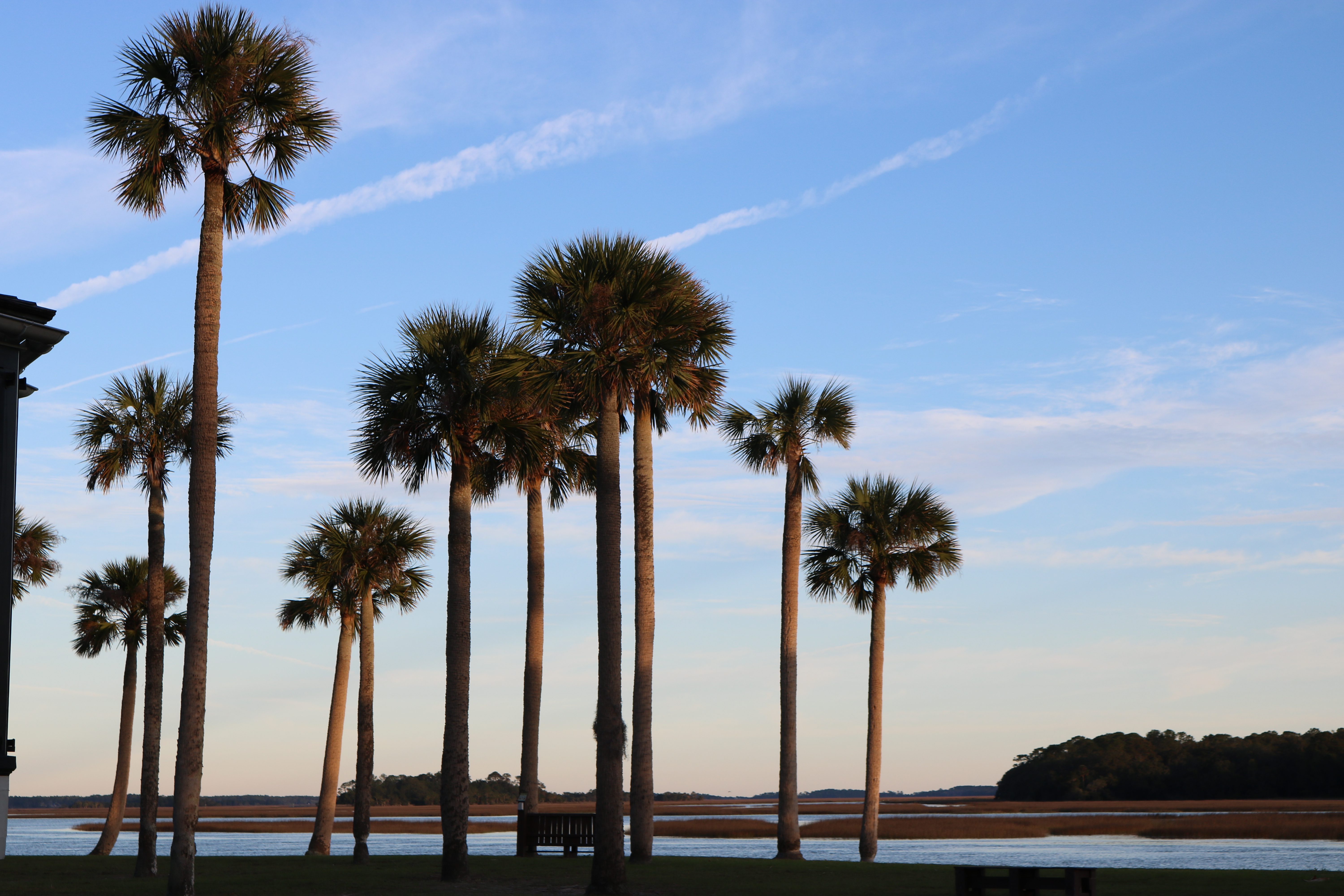 Palm trees in the foreground, marsh in the background.