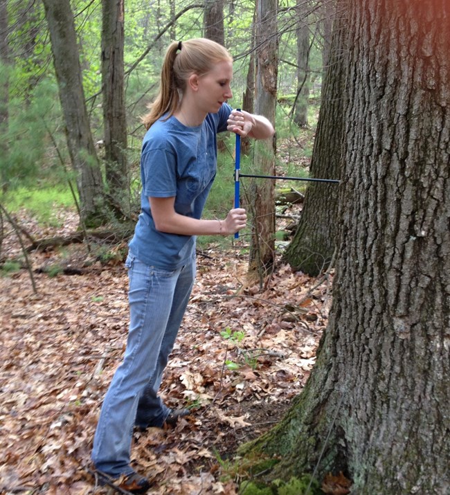 A woman uses an increment borer to take a core sample from a tree.