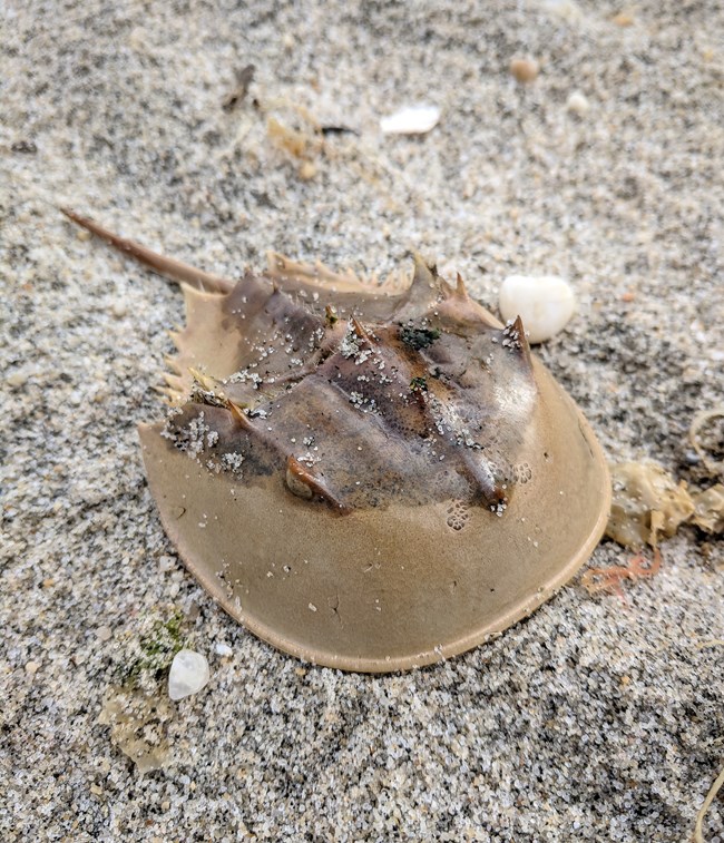 A horseshoe crab shell lies dried in the sand
