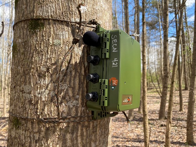 Automated Recording Device at CAHA ARD mounted with ropes to a tree