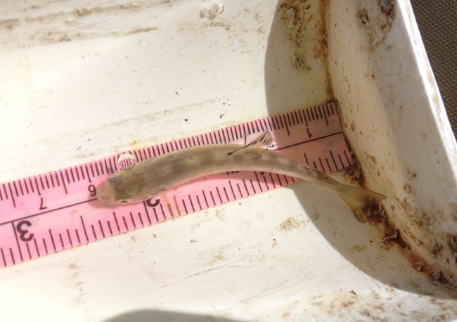 Juvenile steelhead in a measuring tray