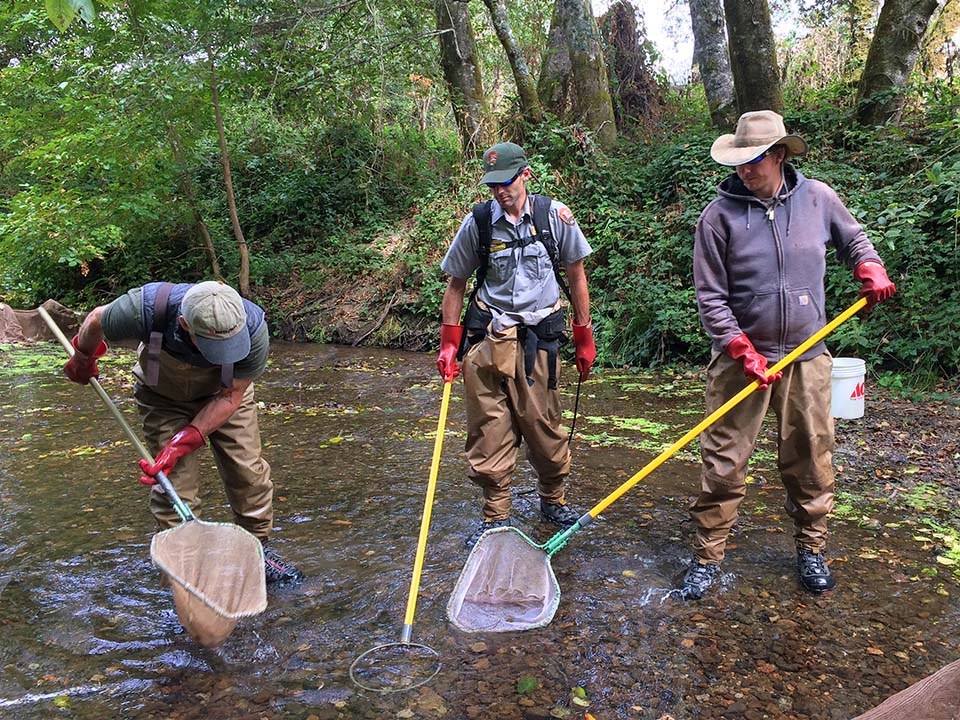 Three people wearing waders, standing in a creek with nets and electrofishing gear