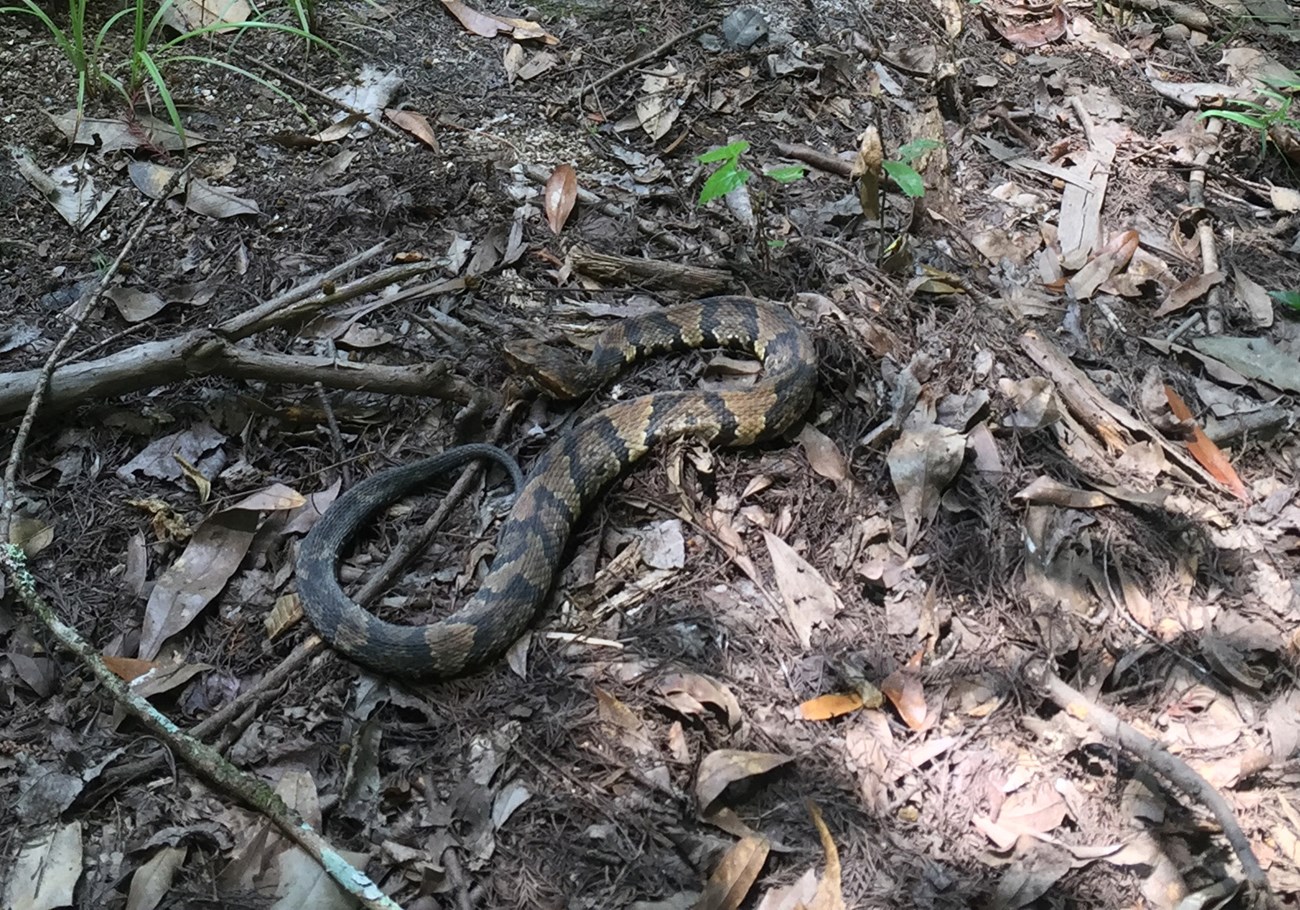 A large snake laying on woody debris near the stream.