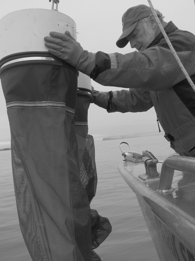 Vertical plankton nets are cast into the bay to collect zooplankton.