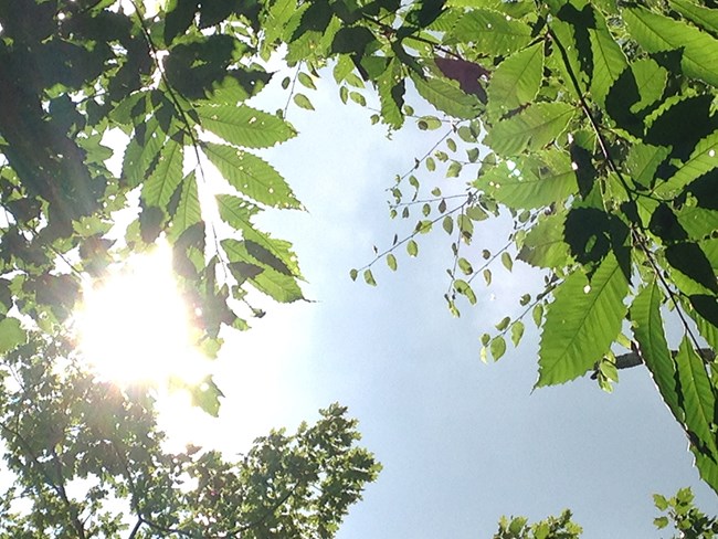 Backlit American chestnut leaves Sun filters down through green American chestnut leaves