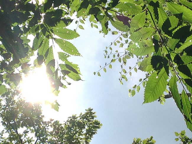 Sun filters down through green American chestnut leaves