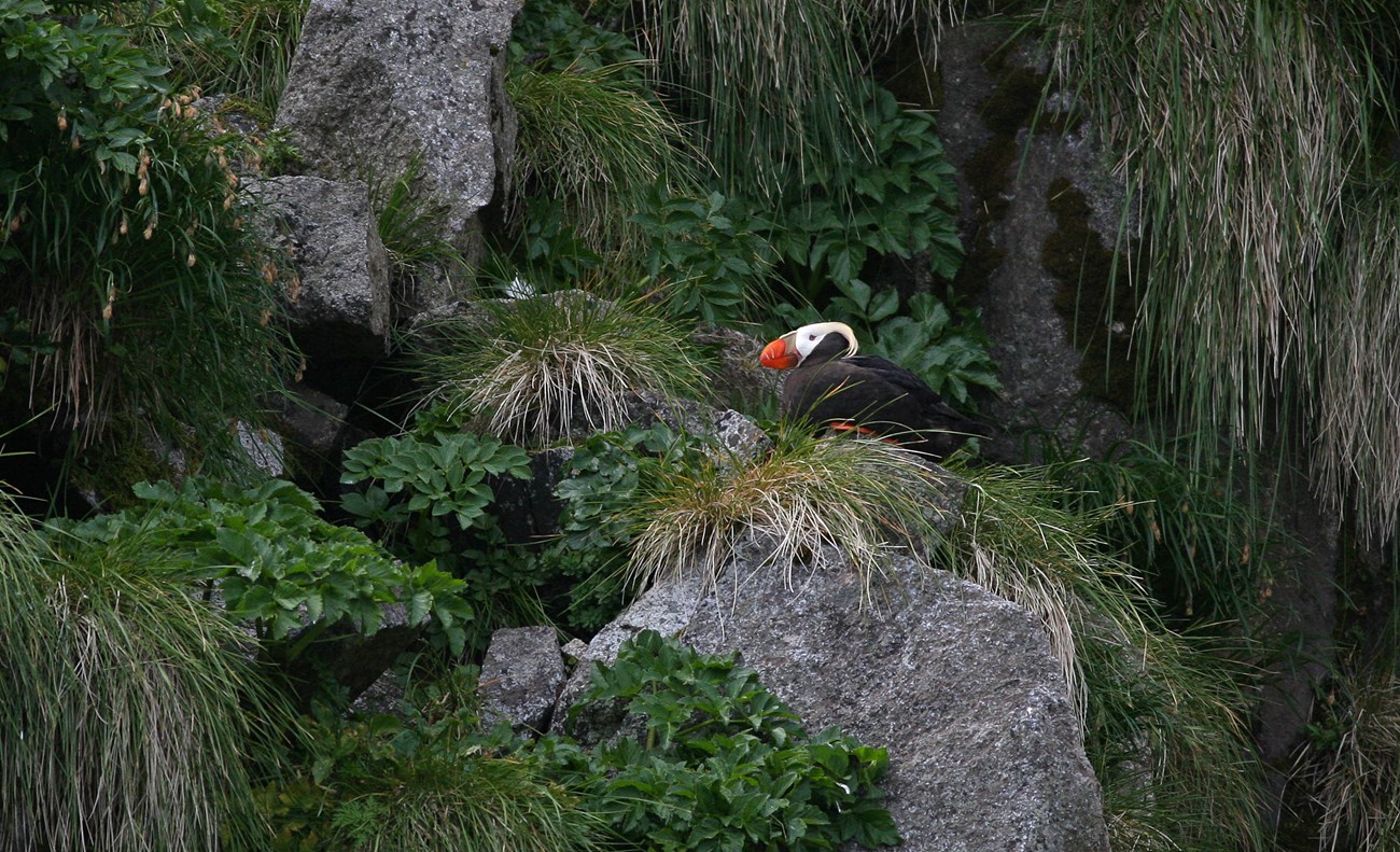 A tufted puffin roosting on a grassy cliff face.