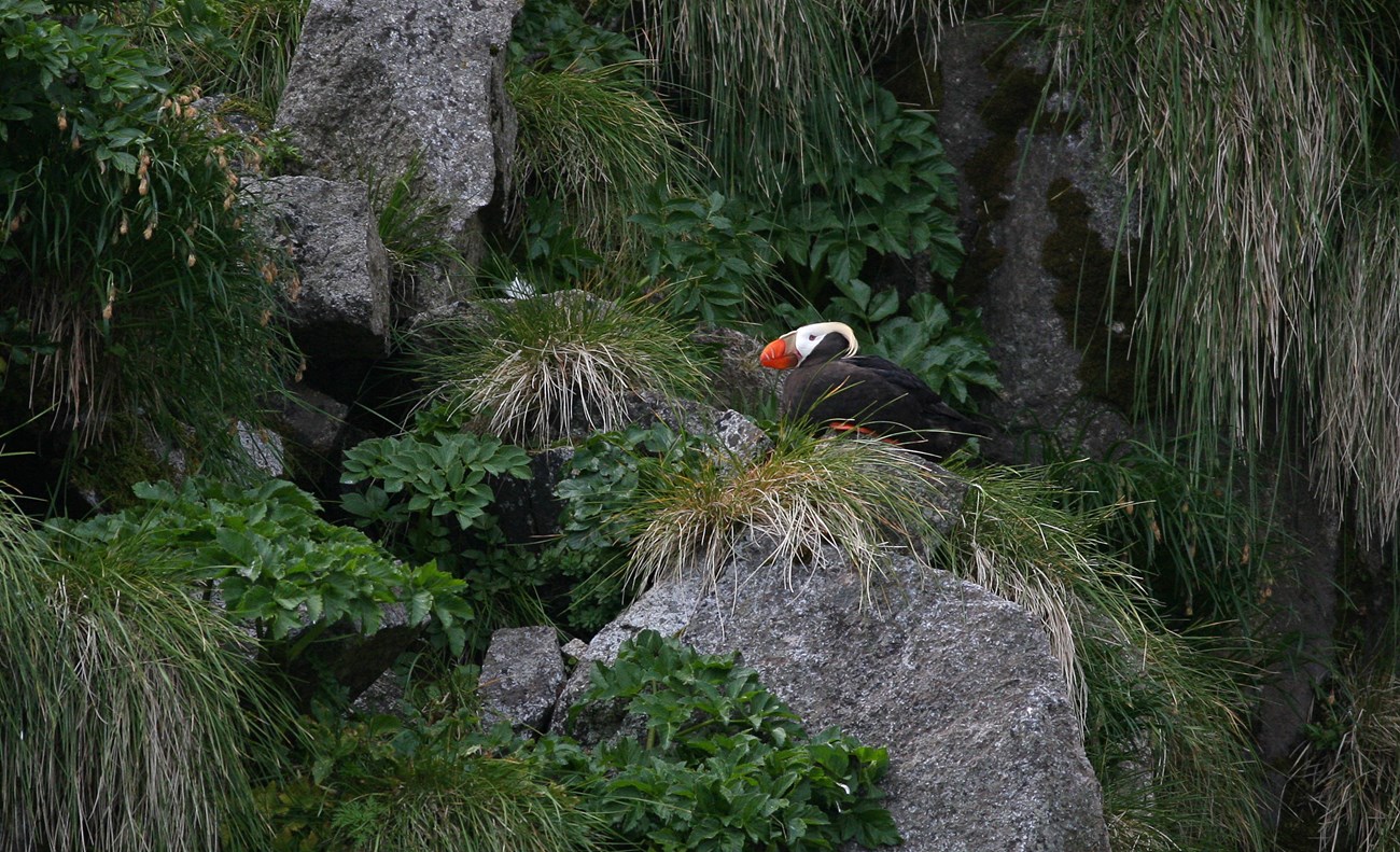 Tufted puffin A tufted puffin roosting on a grassy cliff face.