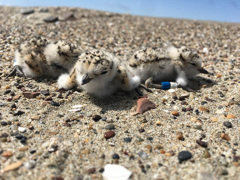 Three camouflaged baby birds on the beach with colored bands around their legs