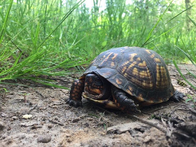 A box turtle