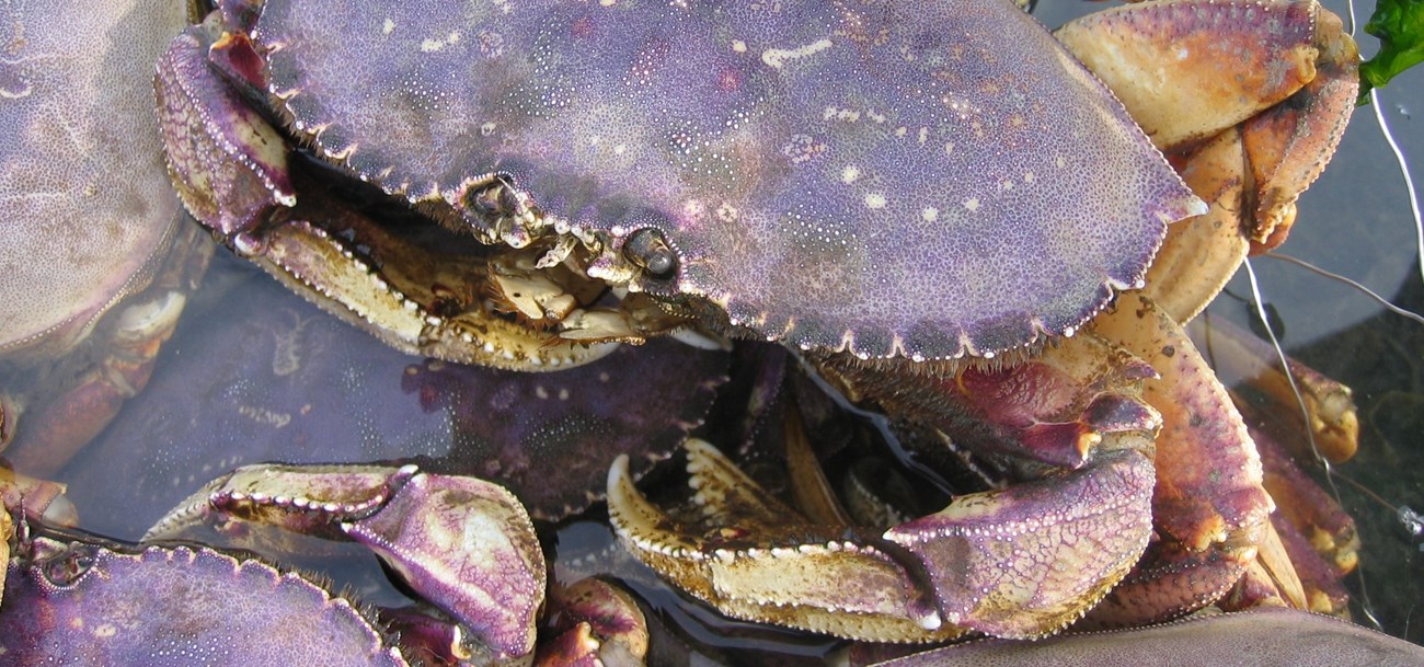 a dungeness crab with a purple shell in a water