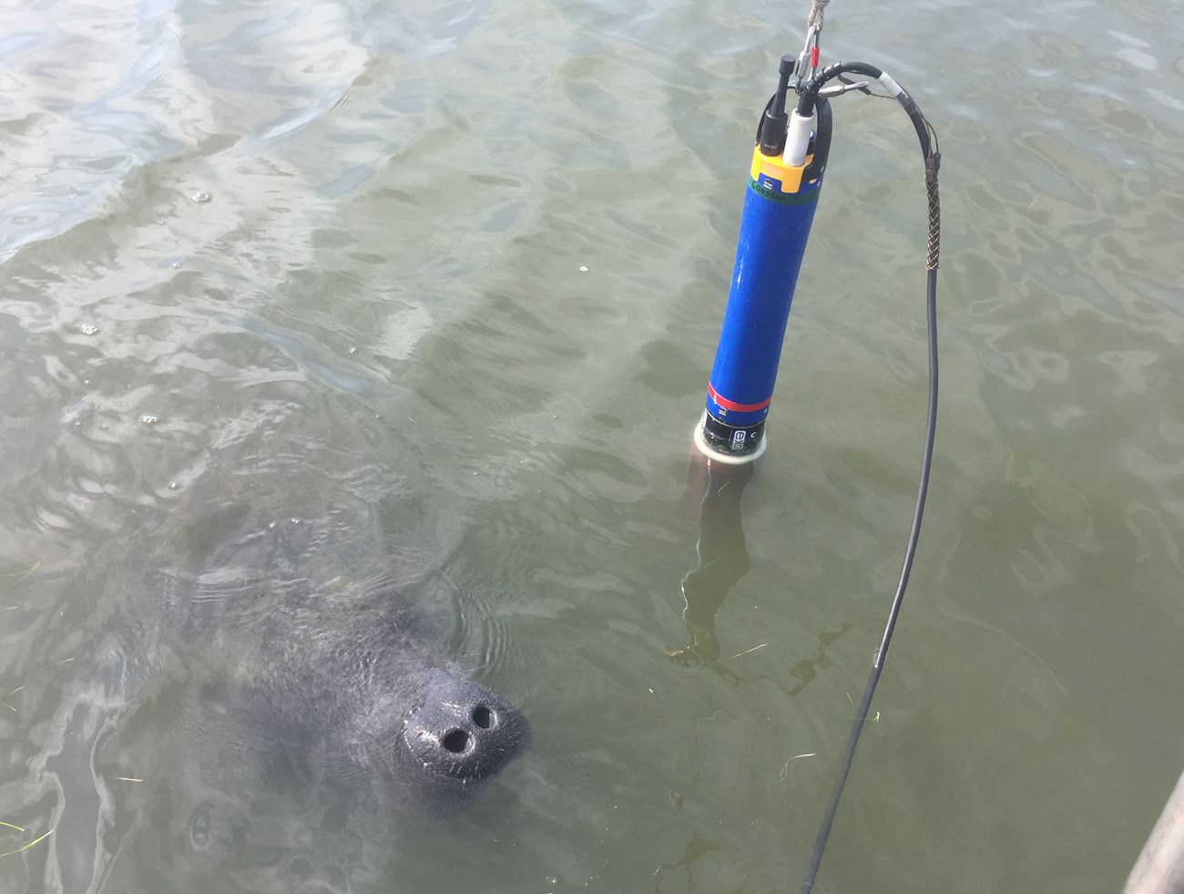manatee snout poke out of the water to the left of a data sonde