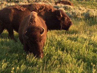 Three bison grazing in the sun