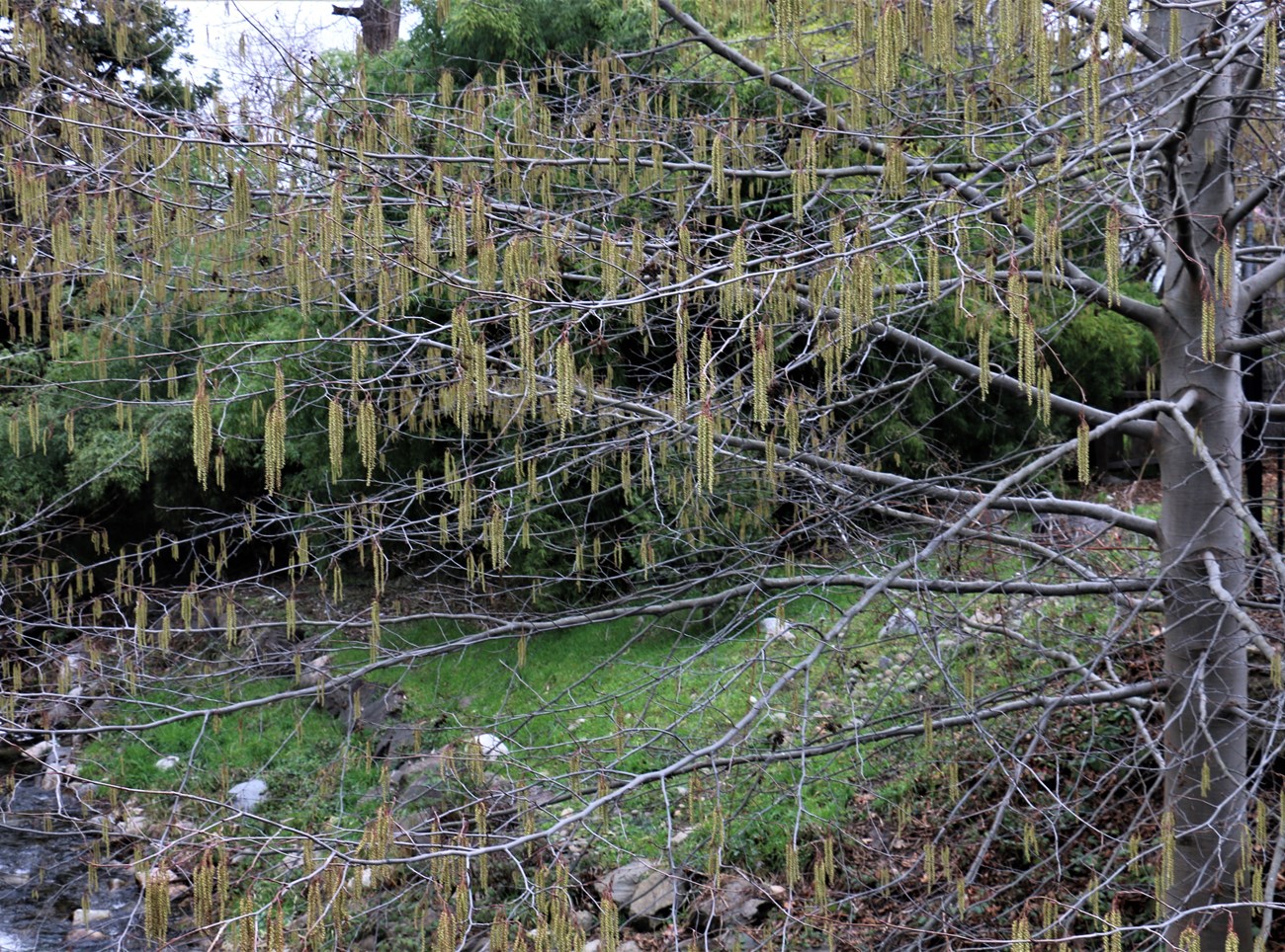Multiple drooping, yellowish catkins draping a leafless tree.
