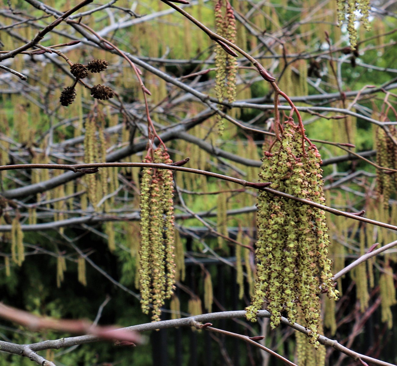 Close up of long, drooping yellowish male catkin clusters and a few small, round, brown, cone-like female catkins on tree branches.