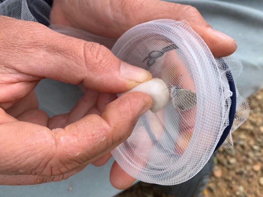 Feeding a Mission blue in the field Captive butterfly drinking sugar-water from a cotton ball held up to the mesh netting at the top of its transport container