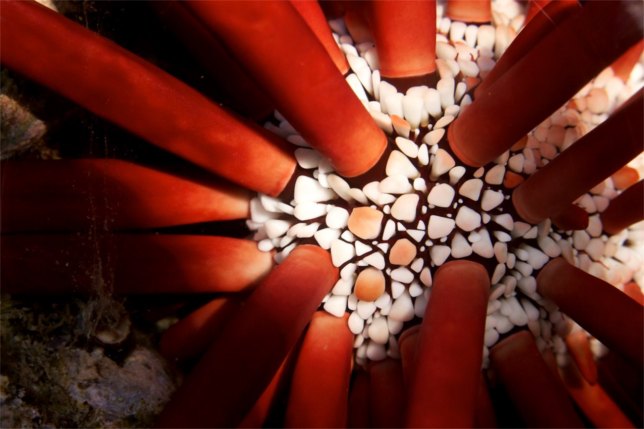 Red pencil urchin