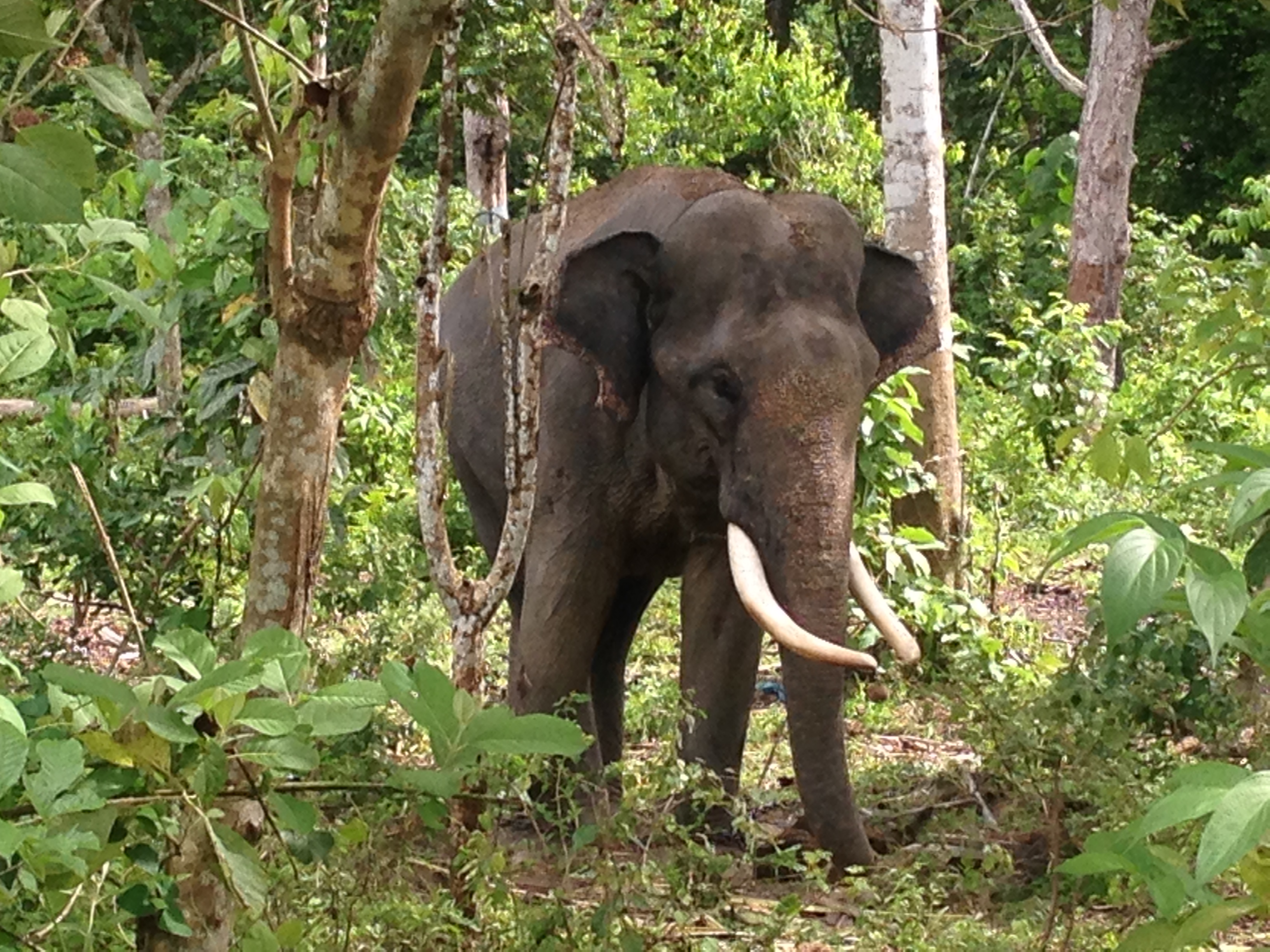 Elephant in forest