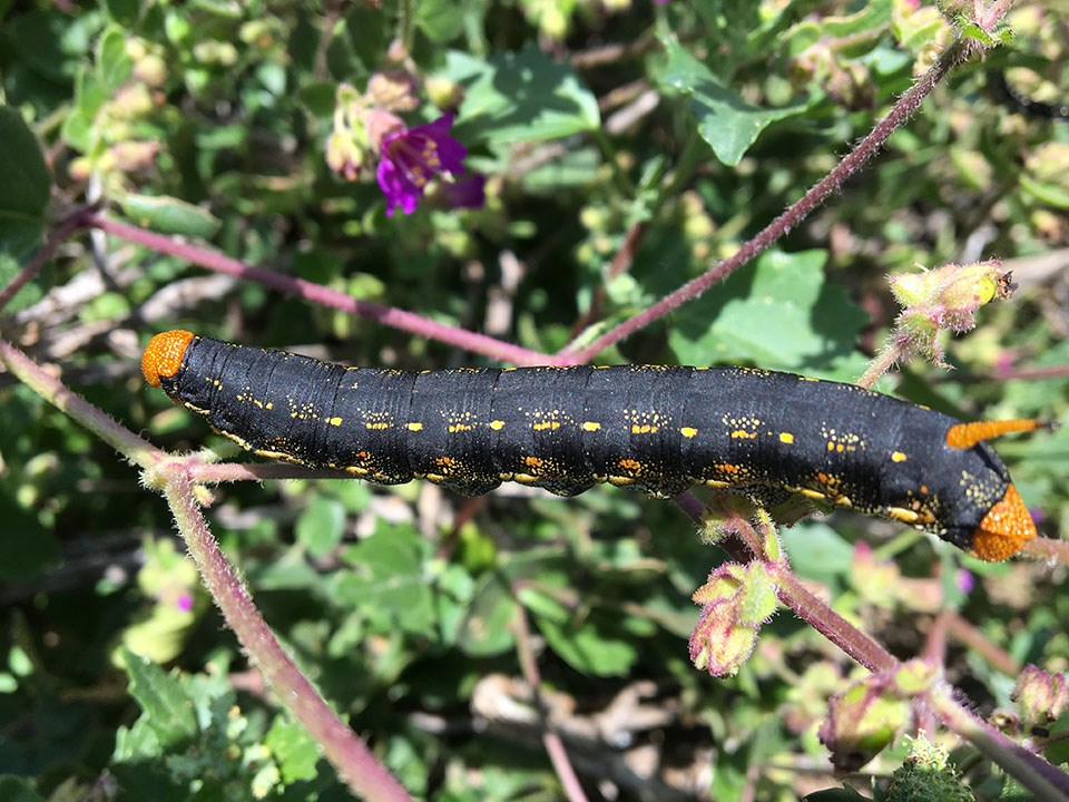 Large, smooth, orange and black caterpillar with an orange horn on its rear end.