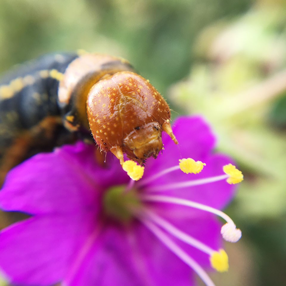 Close-up of the orange head of a white-lined sphinx moth caterpillar on a purple flower