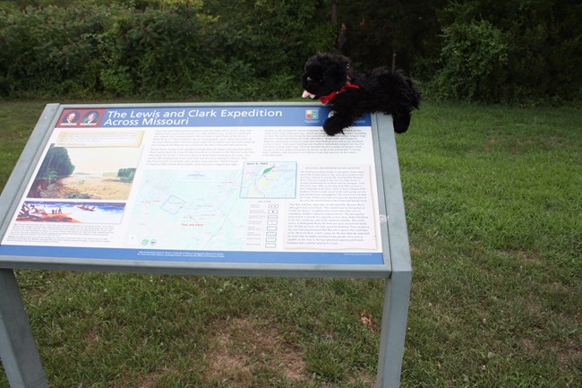 toy dog on sign
