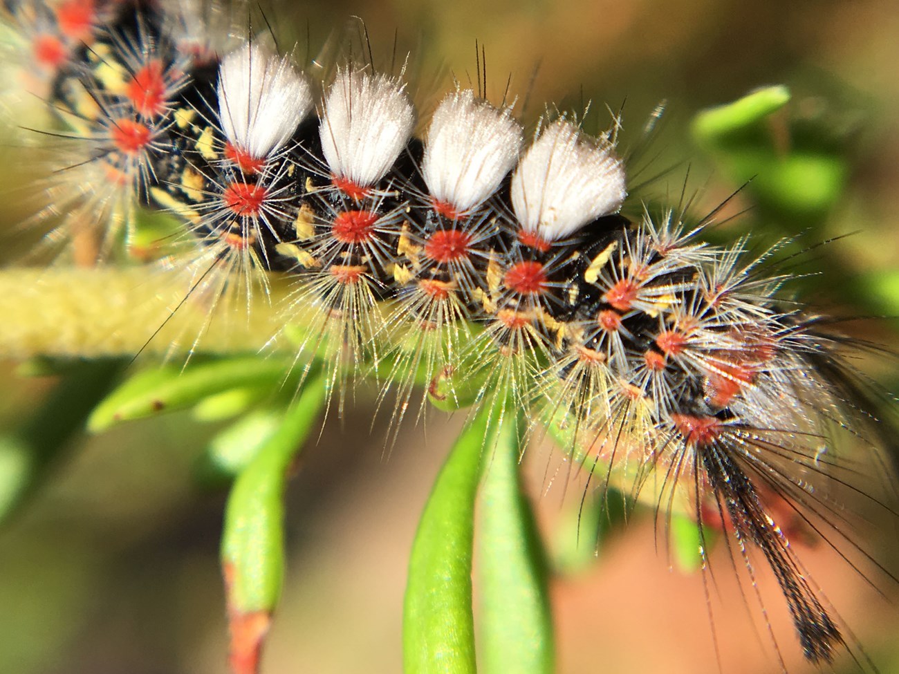 Fuzzy caterpillar with rows of bright red-orange dots and four distinctive white tufts on its back