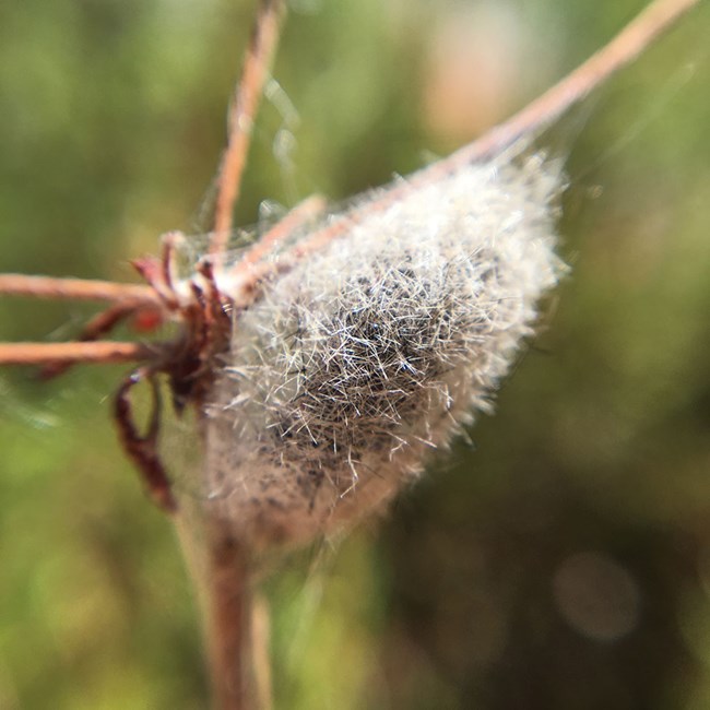 White, oval-shaped, fuzzy-looking cocoon