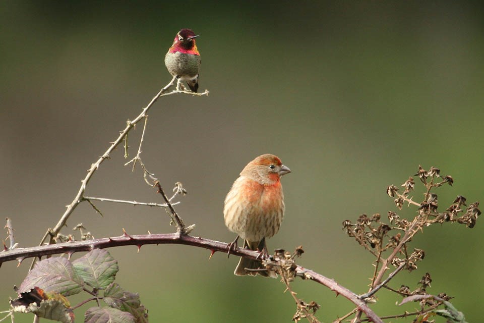 A house finch and an Anna's hummingbird share a thorny branch