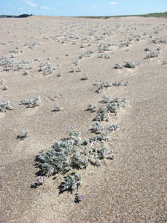 Sand dune covered in small, flowering Tidestrom's lupine plants